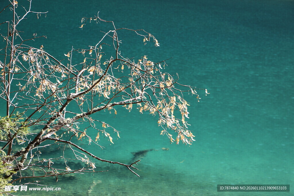 湖畔花枝映碧水