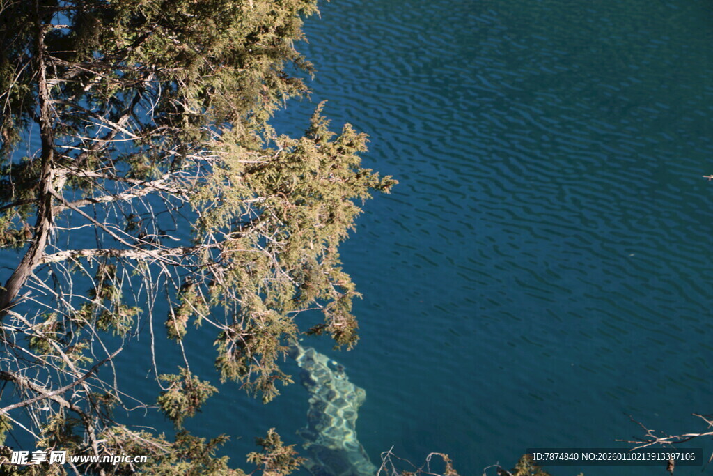 湖畔树枝与幽蓝湖水