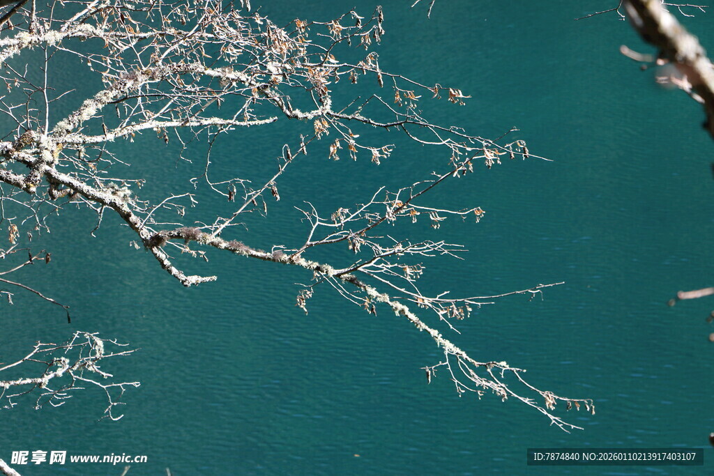 水面上的枯枝景象