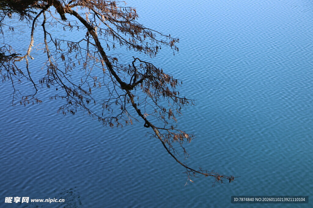 湖畔枝头映蓝天