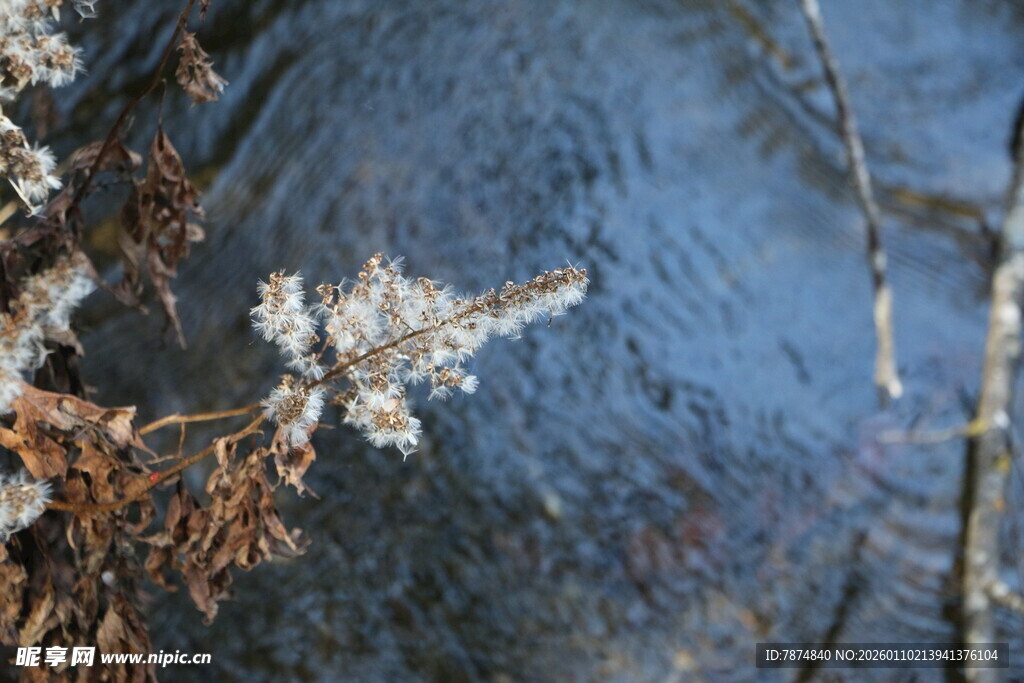 溪边覆雪的松枝