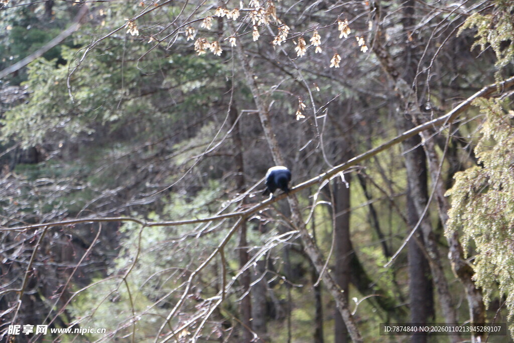 林间枝头的孤独小鸟