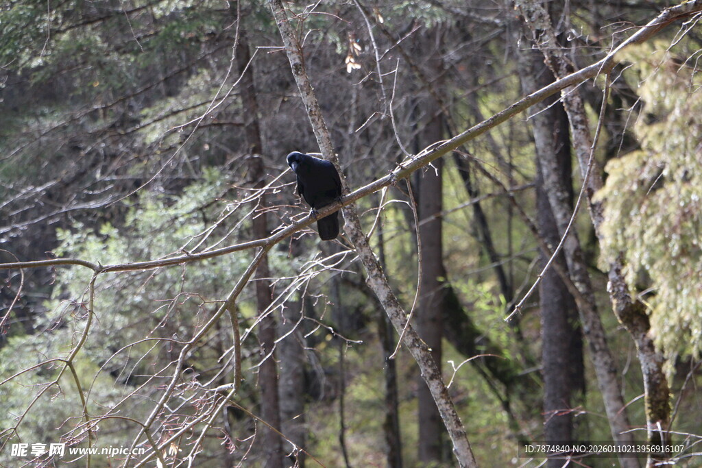 枝头黑鸟 林间静谧景象