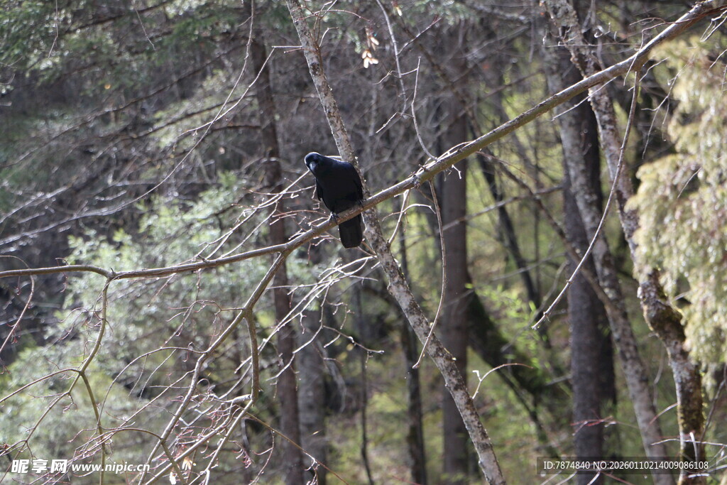 枝头黑鸟 隐于林间