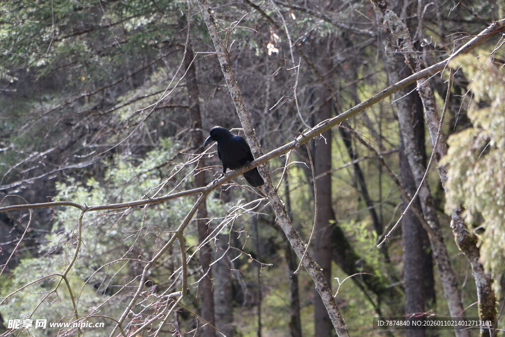树枝上的黑色鸟儿