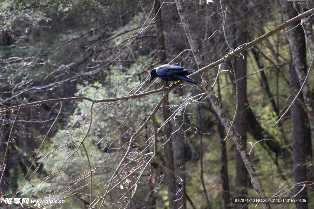 林间树枝上的黑色鸟儿