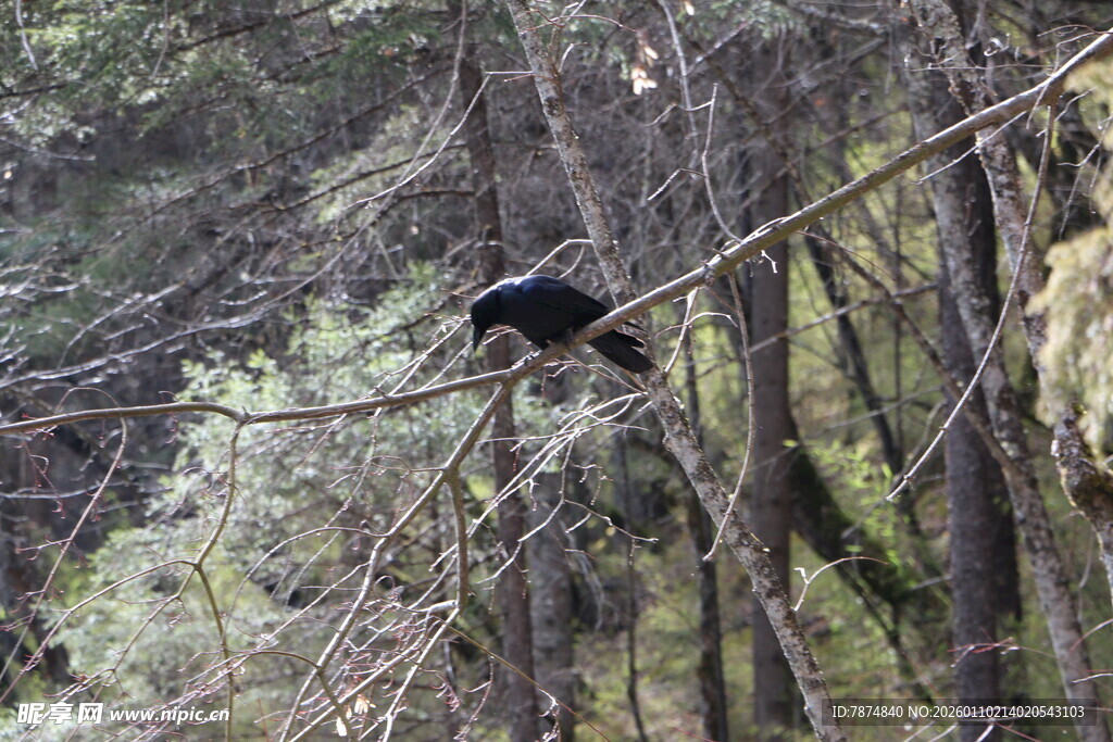 林间树枝上的黑色鸟儿
