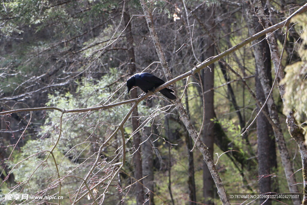 林中树枝上的黑色鸟儿