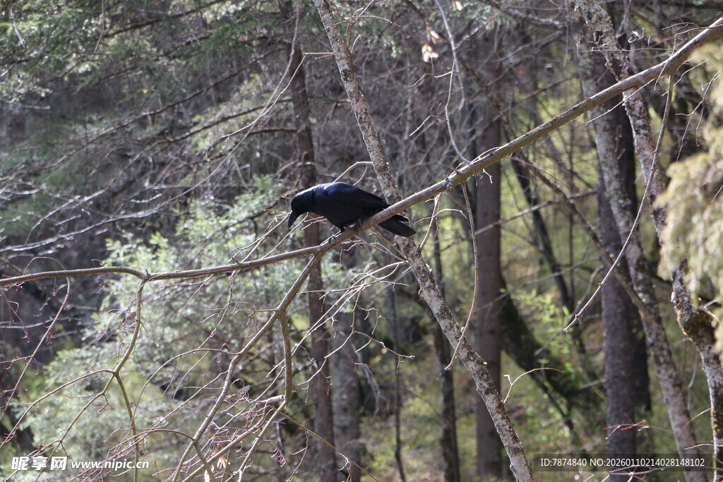 林间树枝上的黑色动物