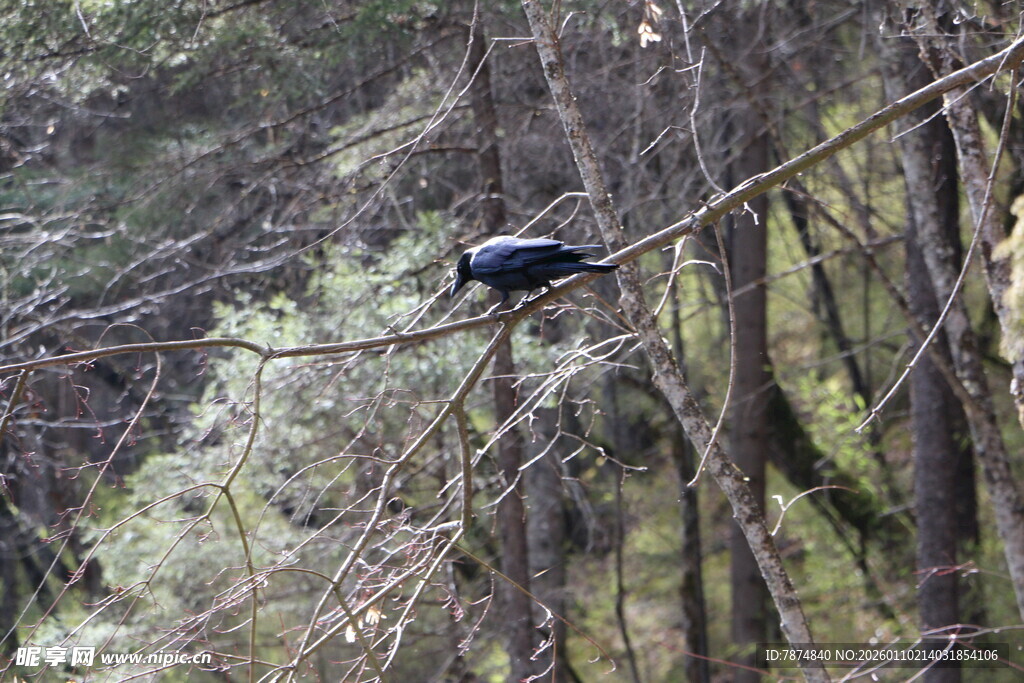 枝头栖息的黑鸟