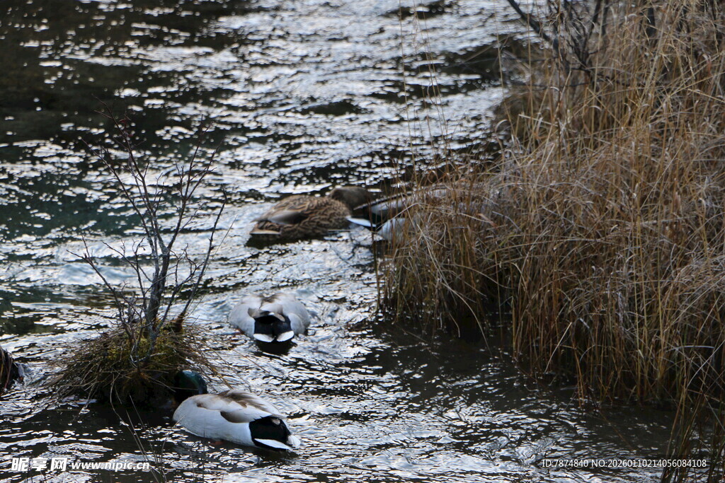溪边野鸭与枯草景象