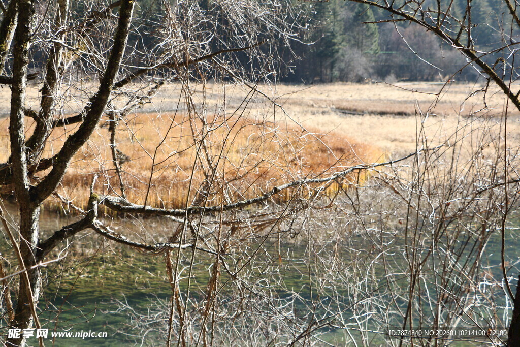 林间远望开阔河岸景致