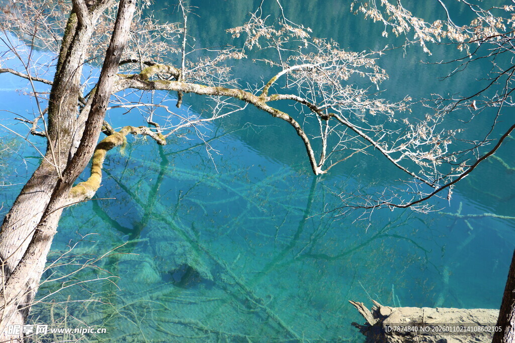 湖畔樱花垂 碧水清见底
