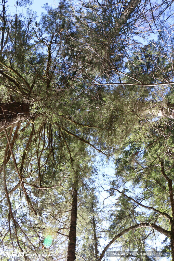 仰视茂密森林树冠景象