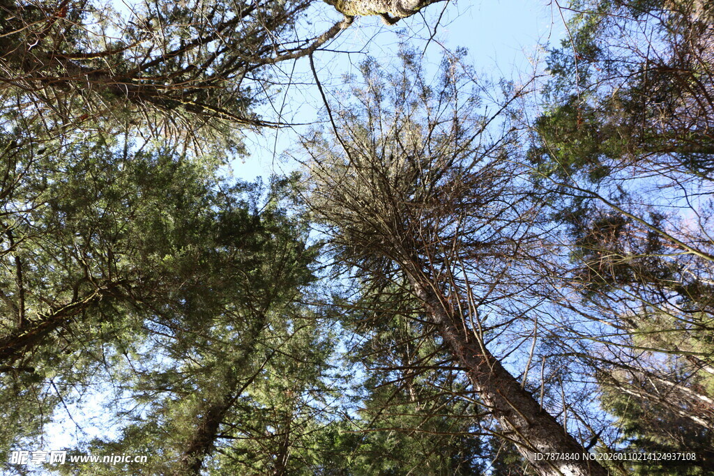 仰望茂密森林树冠