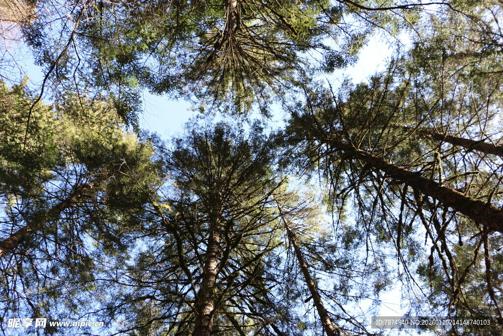 仰望森林中的高大树木