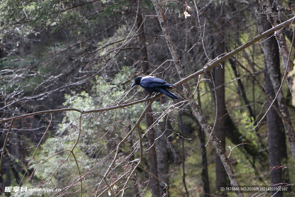 树枝上的蓝色鸟儿