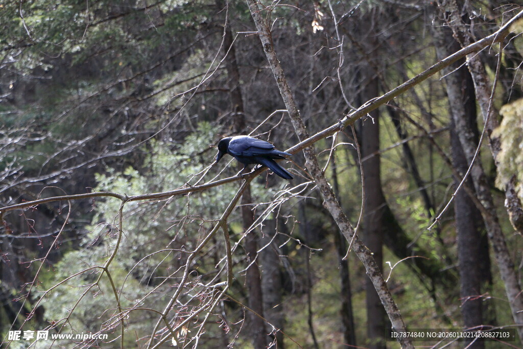 林间绳索上的神秘飞鸟