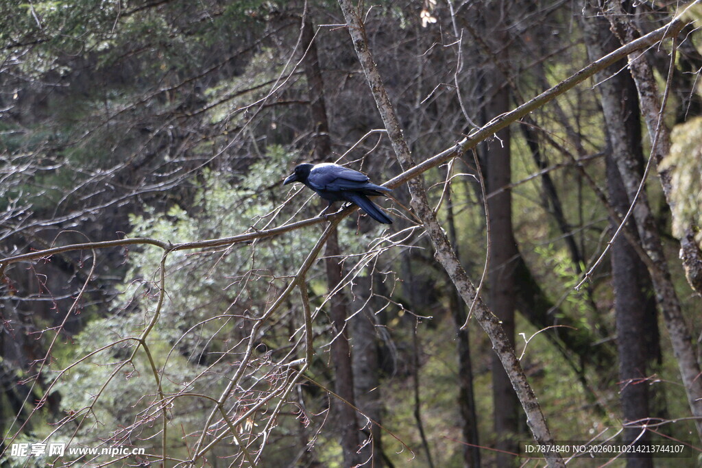 林间枝头的蓝色鸟儿