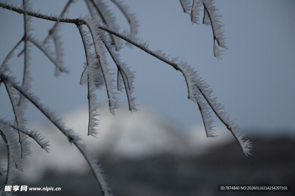 枝头挂冰的冬日景致