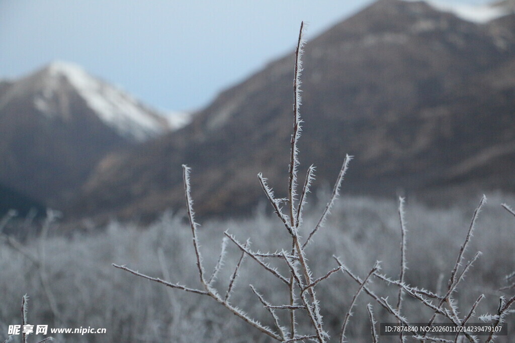 雪山下的霜覆植被景观