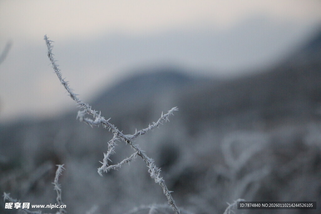 霜覆细枝的冬日景致