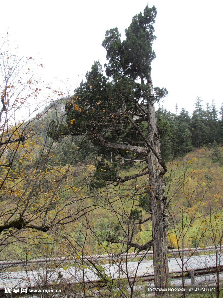 山间挺拔树木与远景景观