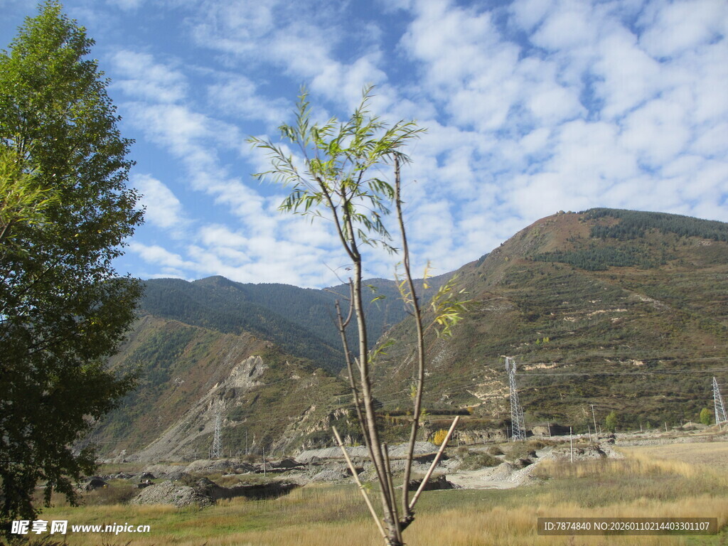 山间风景 挺拔小树挺立