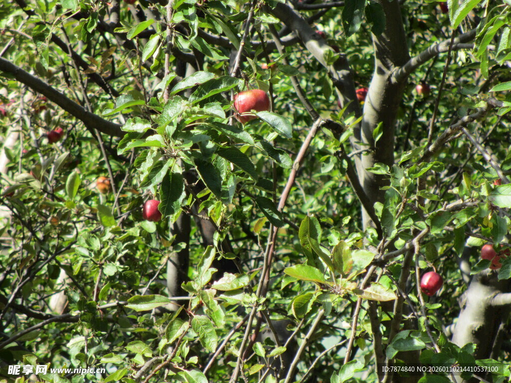 枝头红苹果 绿叶相映衬