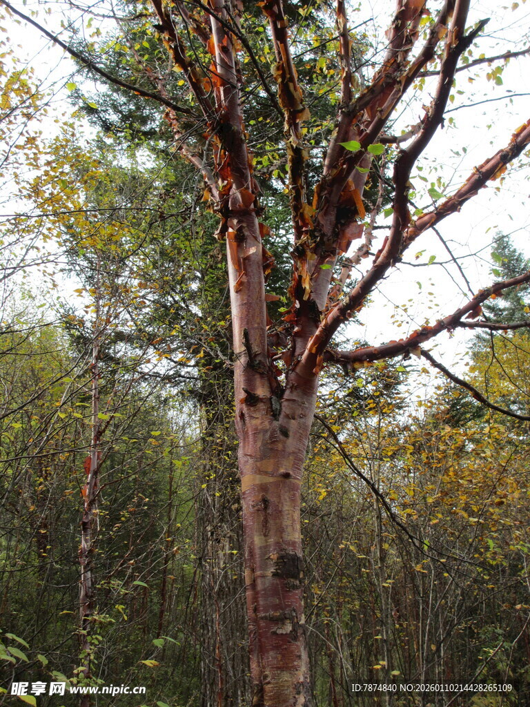 森林中挺拔的树干