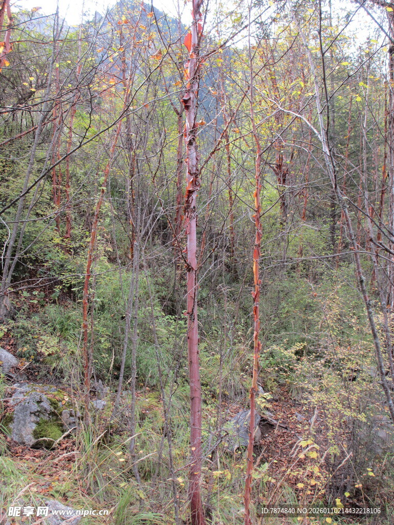 山林中几株色彩独特的树木