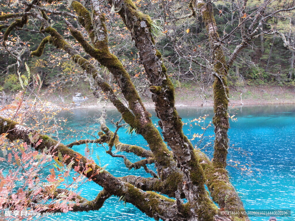 湖畔虬枝 蓝水映春色