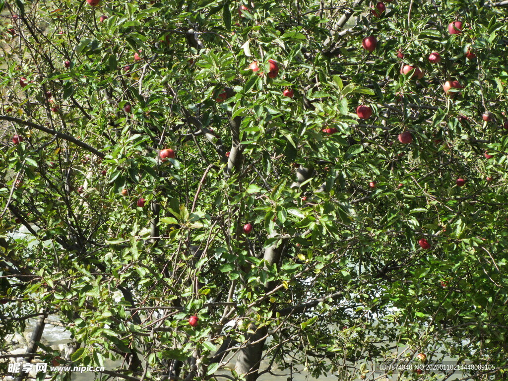 枝头红果点缀绿叶间