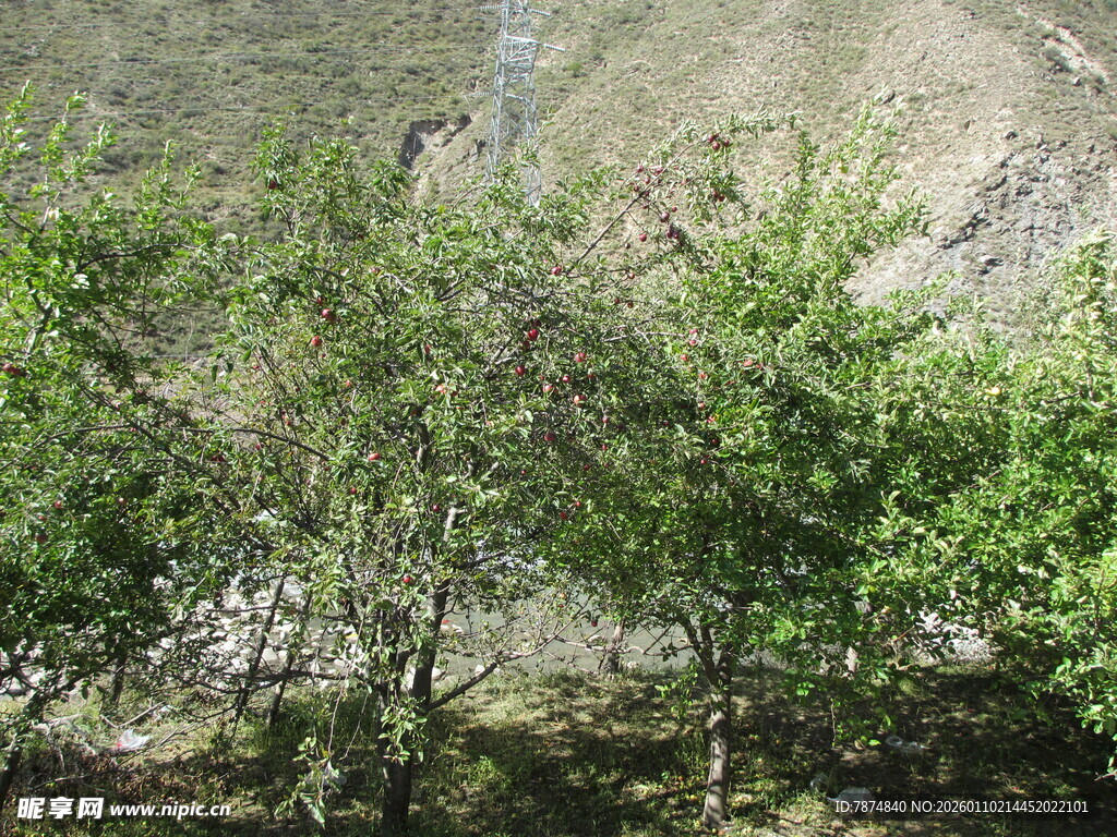 山间葱郁绿树风景