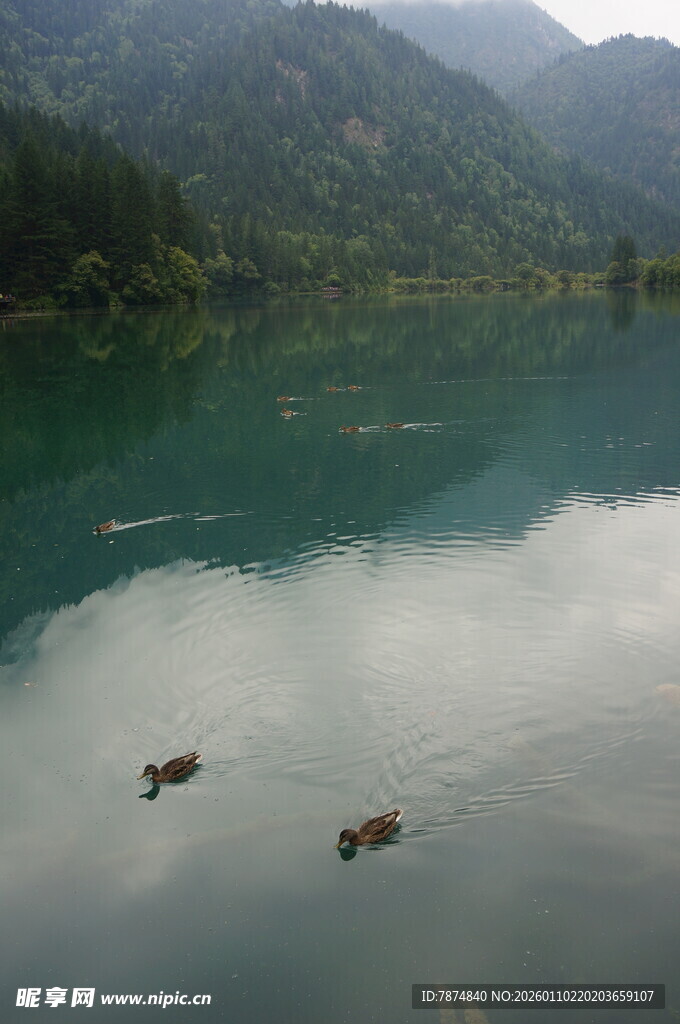 湖光山色中双鸭悠游