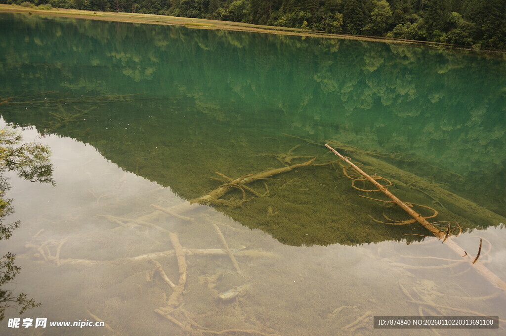 清澈水域中的木质漂浮物