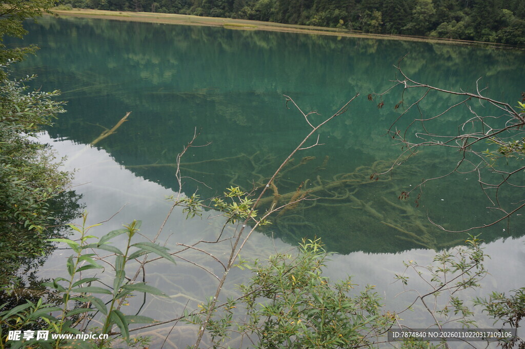 清澈幽潭边的绿植景观
