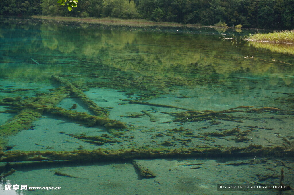 清澈湖底的枯木景观
