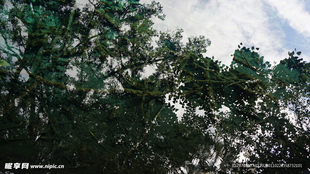 茂密树林中的繁茂枝叶