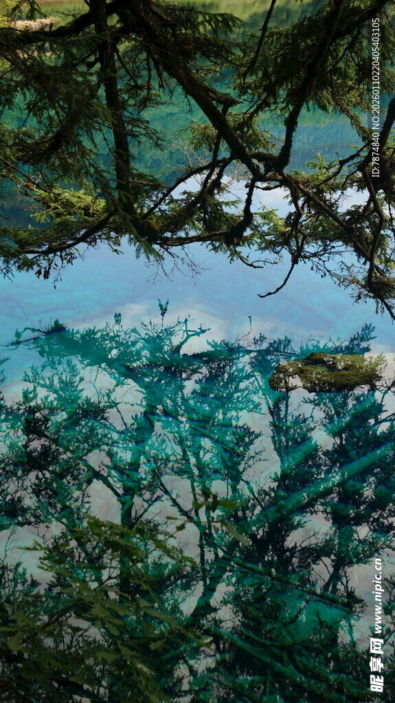 透过枝叶看碧海蓝天