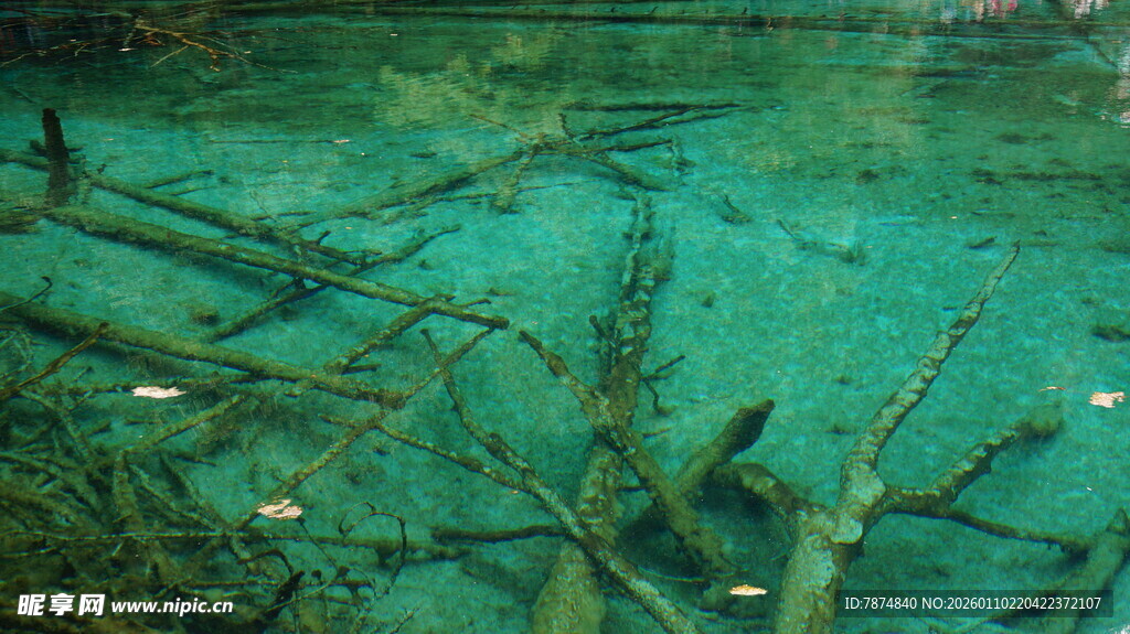 清澈水底的枯木景象