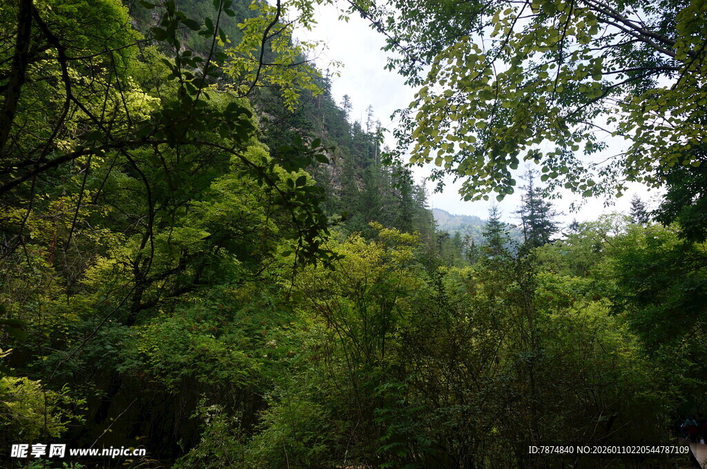 山林绿意盎然的自然景致
