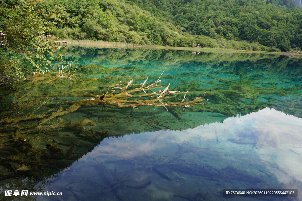 清澈湖底的枯木美景