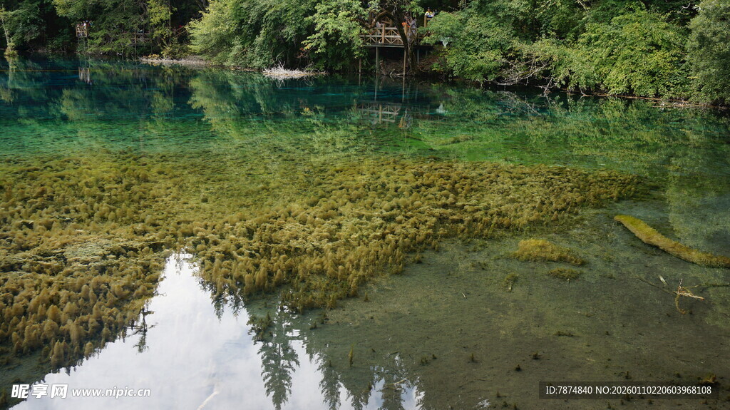 清澈溪水下的繁茂水底植物