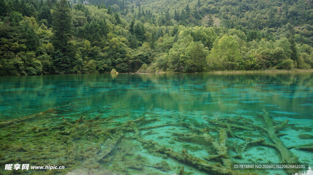 清澈碧湖与水下枯木景观