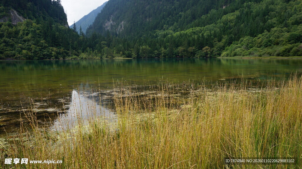 山间湖畔 水草摇曳之景