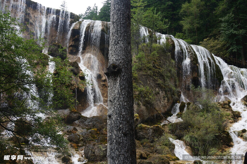 山间瀑布旁的挺拔树木