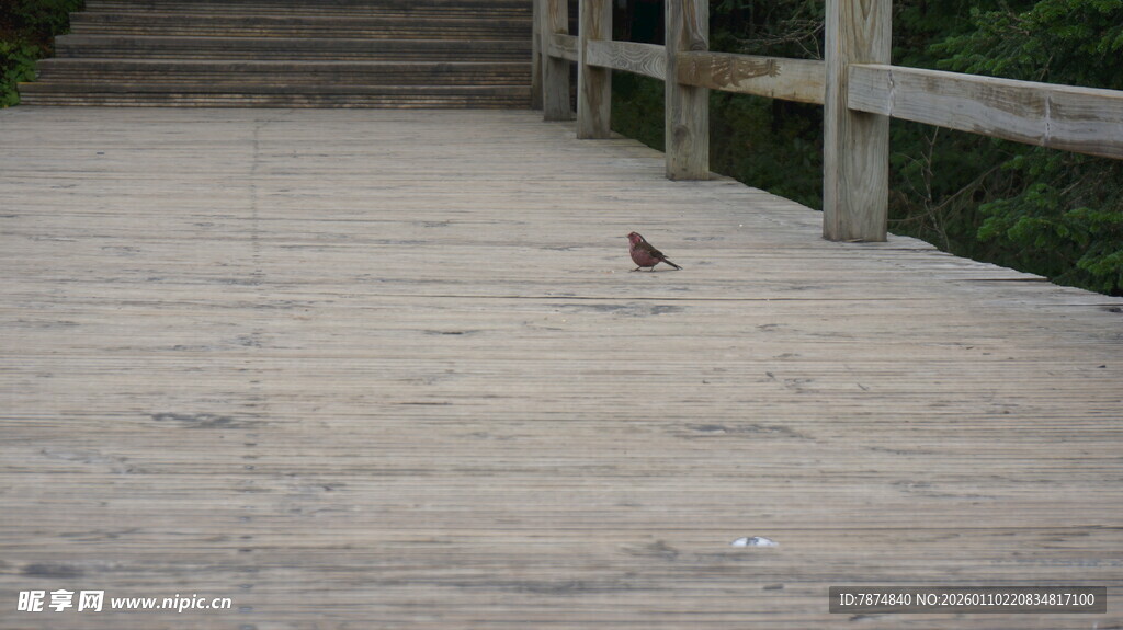 木栈道上的小鸟