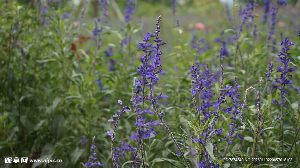 紫色野花绽放的清新景致