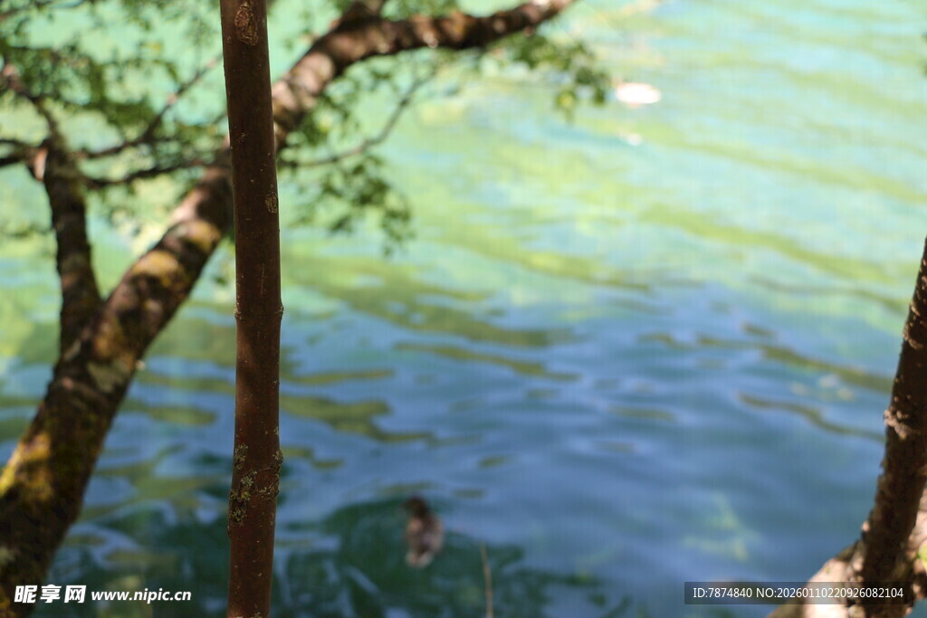 透过树枝看水中游泳者